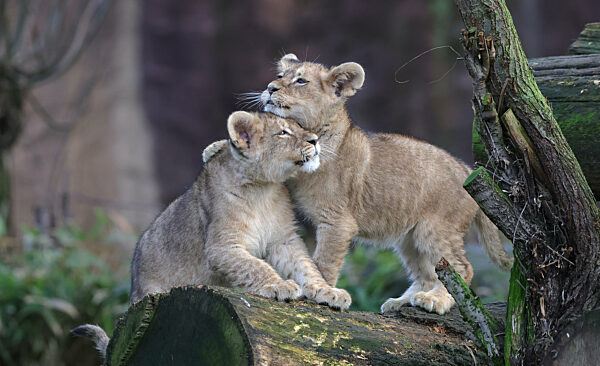 28.12.2021,
Deutschland,NRW, Gelsenkirchen,
ZOOM Erlebniswelt, Zoo,Tierwelt,
Fauna, Tiere,Löwen, Löwenjunge, junge Löwen,