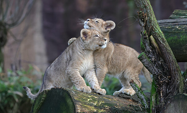 28.12.2021,
Deutschland,NRW, Gelsenkirchen,
ZOOM Erlebniswelt, Zoo,Tierwelt,
Fauna, Tiere,Löwen, Löwenjunge, junge Löwen,