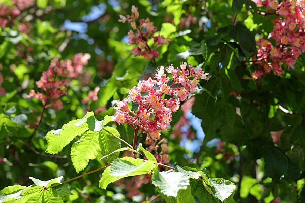 29.04.2025,
NRW, Deutschland,
Natur, Bäume, Laubbäume,
Kastanienbaum mit rosa Blüten, Kastanie, Blüte, Kastanienblüte,
