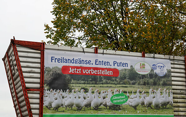 26.10.2025,
Deutschland, NRW,
Landwirtschaft, Geflügel,
Ein Landwirt bietet auf einem Plakat die Vorbestellung für Freilandgänse, Enten und Puten an, Weihnachtsgans, Freilandgans, Gans,
Thema: Vogelgrippe,
