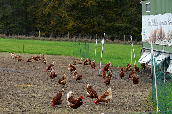 26.10.2025,
Deutschland, NRW,
Landwirtschaft, Geflügel,
Freilaufende Hühner vor einem Stall, Freilandeier, frische Eier,
Thema: Vogelgrippe,