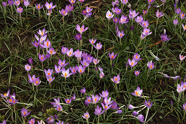 21.02.2026,
Deutschland, NRW, 
Jahreszeiten, Pflanzen, Frühblüher,
Lilafarbene Krokusse auf einer Wiese, Krokus,