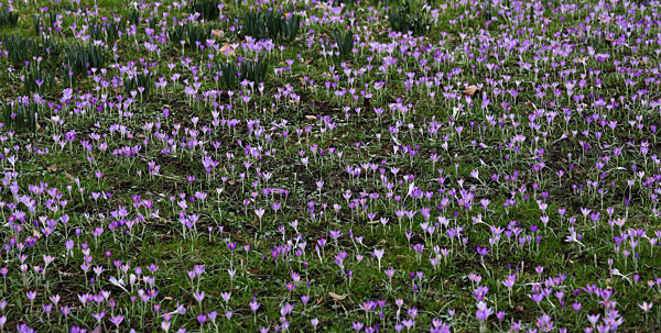 21.02.2026,
Deutschland, NRW, 
Jahreszeiten, Pflanzen, Frühblüher,
Lilafarbene Krokusse auf einer Wiese, Krokus,