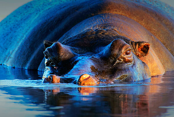 Hippopotamus at sunset