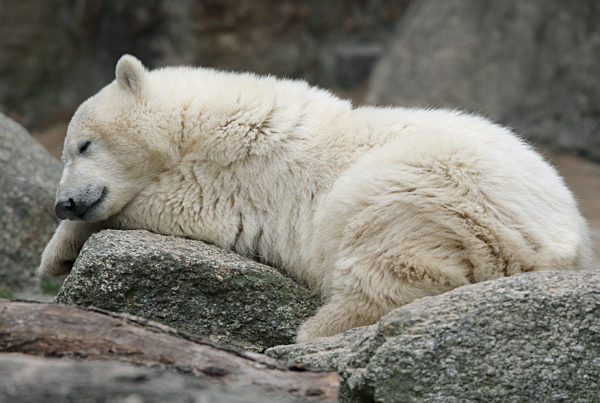Eisbär Knut liegt am Montag (09.07.2007) in seinem Gehege im Berliner Zoo...