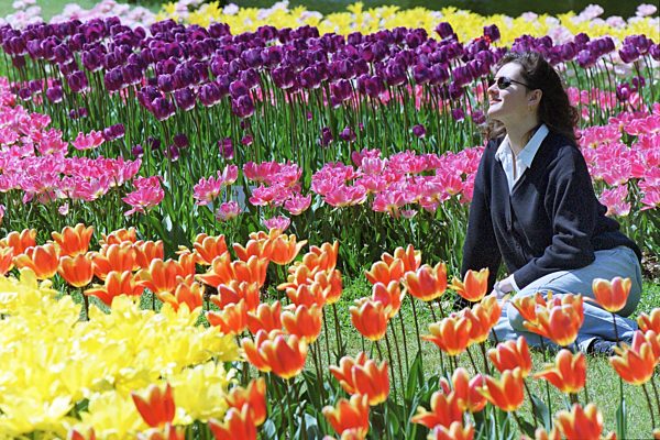 Mittagspause im Tulpenfeld