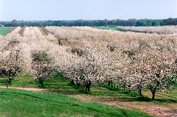 Baumblüte in Werder