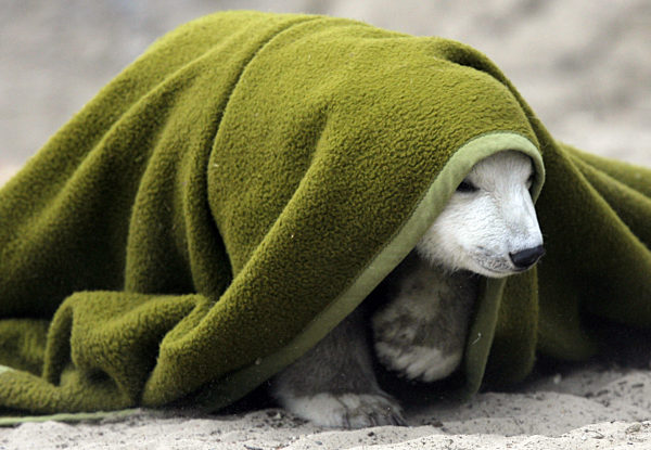 Mit einer grünen Decke spielt Eisbär Knut am Dienstag (03.04...