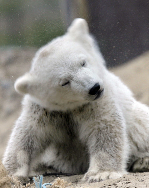 Eisbär Knut schüttelt sich am Dienstag (03.04...