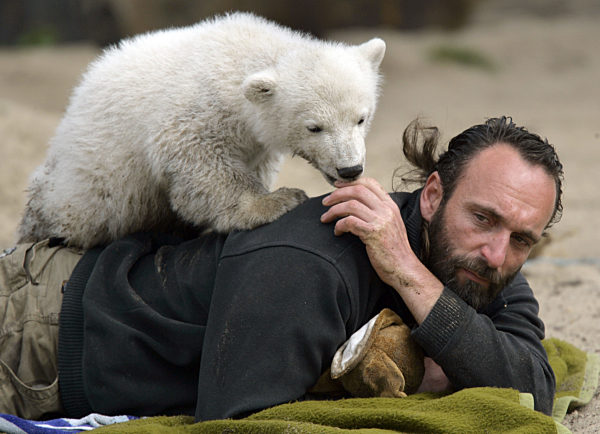 Eisbärbaby Knut klettert am Ostersonntag (08.04...