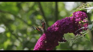 Schmetterling mit beschädigten Flügeln, Admiral (Vanessa atalanta), sammelt Nektar auf Sommerflieder (Buddleja davidii) Blüte, Niedersachsen, Deutschland
