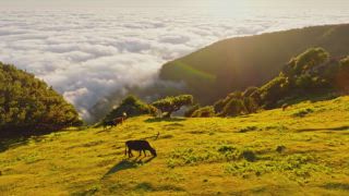 Luftaufnahme des Sonnenaufgangs über Wolken und grünen Hügeln mit weidenden Kühen am Fanal Berg, Insel Madeira, Portugal