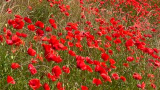 Mohnblumen (Palaver) an den Hängen von Kåseberga, Gemeinde Ystad, Schonen, Schweden, Skandinavien