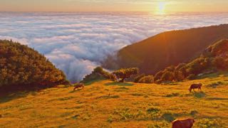 Luftaufnahme des Sonnenaufgangs über Wolken und grünen Hügeln mit weidenden Kühen am Berg Fanal, Insel Madeira, Portugal. Eindrücken, nähern, Dolly, bewegen
