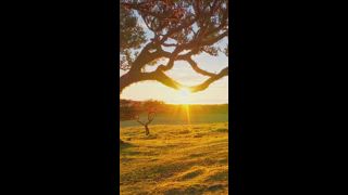 Luftdrohnenaufnahme des Fliegens über den Bäumen im idyllischen Wald Fanal Laurisilva bei Sonnenuntergang. Insel Madeira, Portugal. Fliege durch Schub in Schuss