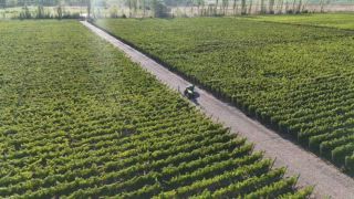 Die sonnenbeschienenen Weinberge Argentiniens erstrecken sich über die Landschaft, mit gepflegten Reihen von Weinreben und einem Feldweg, der die landwirtschaftliche Schönheit der Gegend hervorhebt