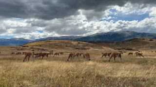 Herde von Guanacos (Lama guanicoe) grasen auf trockener Wiese, Parque Nacional Patagonia, Carretera Austral, Aysén, Chile