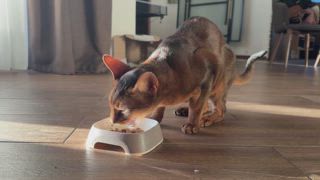 Eine wunderschöne abessinische Katze genießt eine Mahlzeit aus einer weißen Schale in warmem Sonnenlicht und wirft sanfte Schatten in einer gemütlichen häuslichen Umgebung. Perfektes Filmmaterial, das das Verhalten von Haustieren zeigt