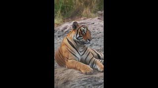 Wunderschöner königlicher Bengalischer Tiger, der sich im Dschungel ausruht. Dies ist eine Panthera Tigris Population, die auf dem indischen Subkontinent heimisch ist. Es ist das Nationaltier Indiens. Ranthambore Nationalpark, Rajasthan, Indien