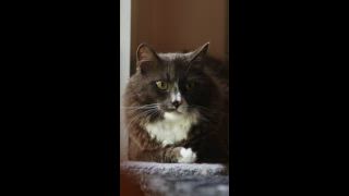 Eine flauschige Katze mit auffälligen goldenen Augen ruht zufrieden auf einer weichen Oberfläche. Die beruhigende Innenumgebung unterstreicht das ruhige und entspannte Verhalten der Katze