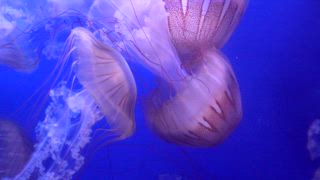 Gruppe von durchscheinenden lila gestreiften Quallen, die anmutig schwimmen und sich durch das dunkelblaue Wasser eines Aquariums treiben, wobei ihre langen Tentakel in der Strömung hinter ihnen herlaufen