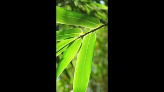 Bambusblätter im Wind aus nächster Nähe an sonnigen Tagen