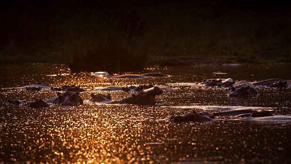 Londolozi Game Reserve,South Africa,A pod of hippo, Hippopotamus amphibius submerged, sunlight on the water