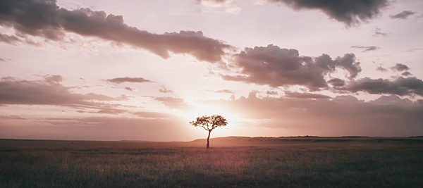 A tree growing in a flat grassland landscape at dusk.