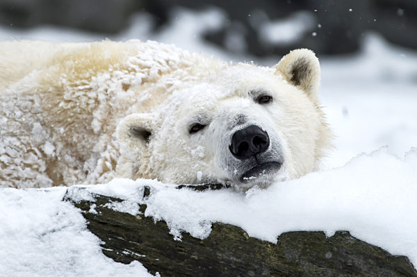 Eisbären im Tierpark Berlin