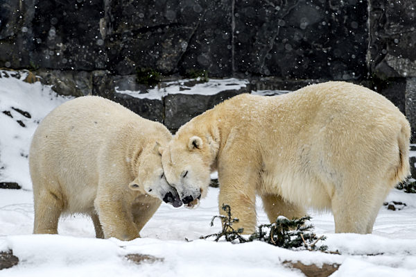 Eisbären im Tierpark Berlin
