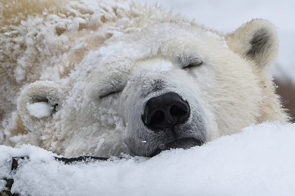 Eisbären im Tierpark Berlin