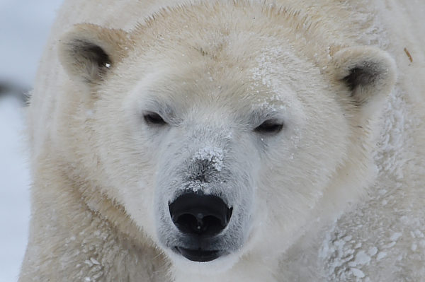 Eisbären im Tierpark Berlin