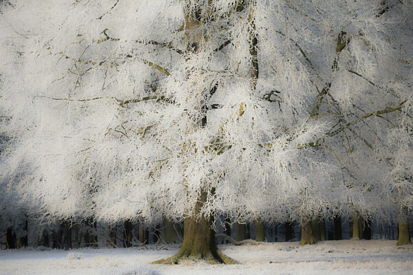 firo :  22.12.2021
Wildpark in D?lmen , Winter , Winterlandschaft , Land und Leute , Baum , B?ume wie mit Puderzucker ?berogen , Raureif am fr?hen Morgen 
Wetterbild , Landschaft , NRW , M?nsterland