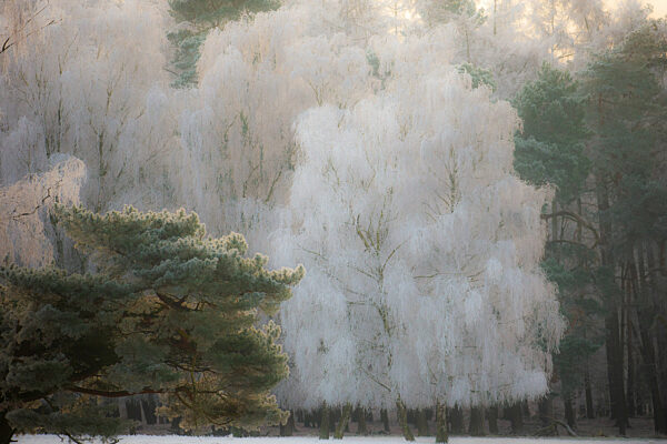 firo :  22.12.2021
Wildpark in D?lmen , Winter , Winterlandschaft , Land und Leute , Baum , B?ume wie mit Puderzucker ?berogen , Raureif am fr?hen Morgen 
Wetterbild , Landschaft , NRW , M?nsterland