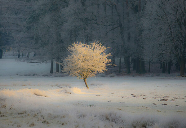 firo :  22.12.2021
Wildpark in D?lmen , Winter , Winterlandschaft , Land und Leute , Baum , B?ume wie mit Puderzucker ?berogen , Raureif am fr?hen Morgen 
Wetterbild , Landschaft , NRW , M?nsterland