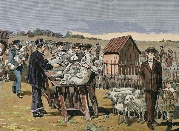 PASTEUR, Louis (1822-1895). Vaccination of sheep against anthrax.