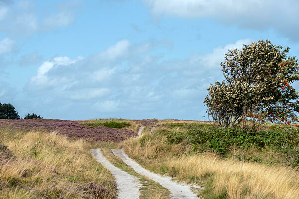 Naturschutzgebiet Braderuper Heide