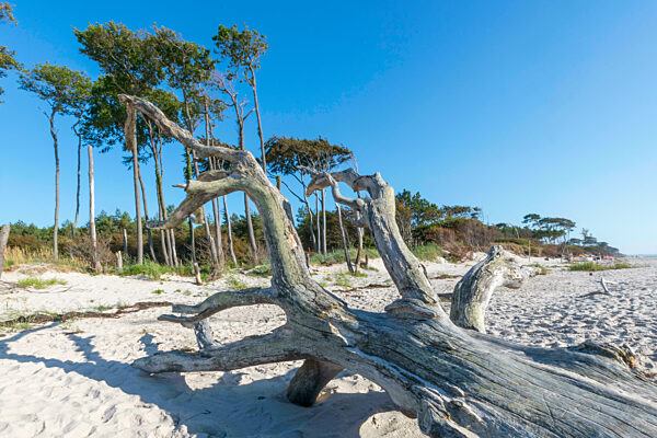 Alter Baumstamm liegt auf einem Sandstrand mit Dünen, Wald und blauem Himmel