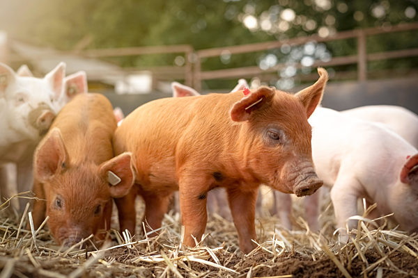 Niedliche Ferkel im Sonnenschein spielen im Stroh, Nahaufnahme .