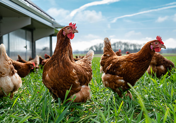 Eier - Direktvermarktung von Bio von freilaufenden, glücklichen Hühnern, Aufnahme aus der Froschperspektive.