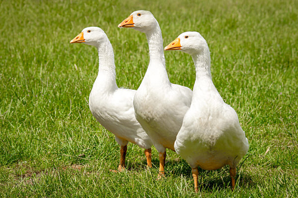 Agrarmotive - Gänsehaltung, drei hübsche Gänse auf der Gänseweide.
