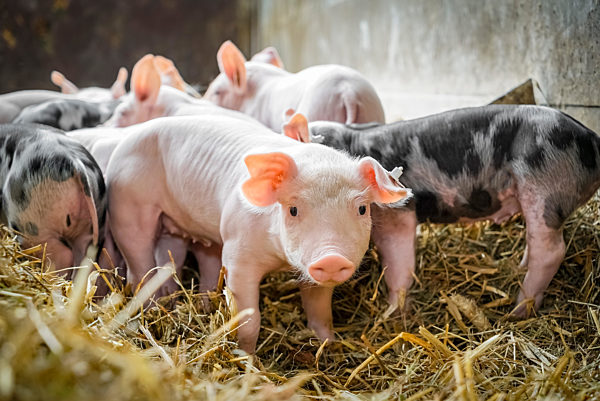 Schweinehaltung - niedliche, kleine Ferkel im Stroh. Nutztier-Symbolfoto.