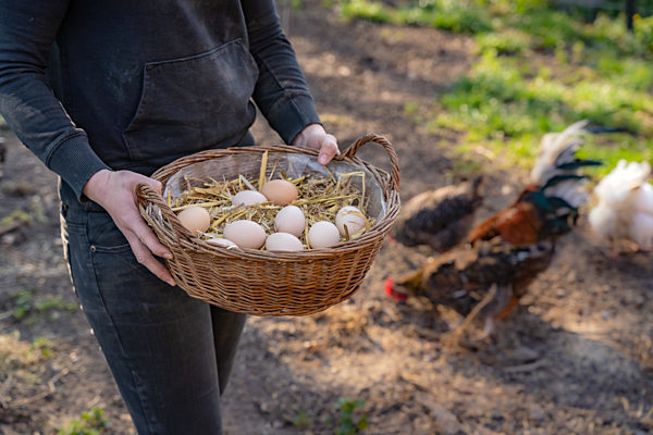 Agrarfoto - landwirtschaftliche Direktvermarktung, Eier von freilaufenden Hühnern