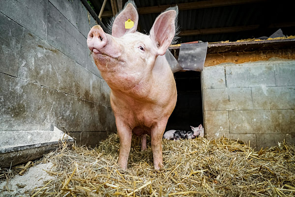 Mehr Tierwohl, ferkelführende Sau steht in einer Bucht mit Stroheinstreu.