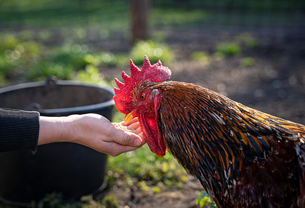 Lustiges Tiermotiv - ein Hahn frisst einer jungen Landwirtin die Körner aus der Hand.