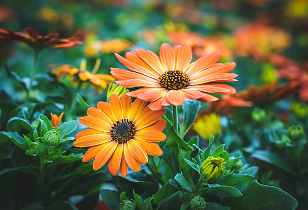 Blütenpracht - wunderschön orange blühende Ringelblumen im Gewächshaus einer Gärtnerei.