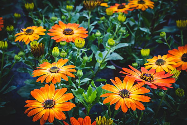 Blütenpracht - wunderschön orange blühende Ringelblumen im Gewächshaus einer Gärtnerei.
