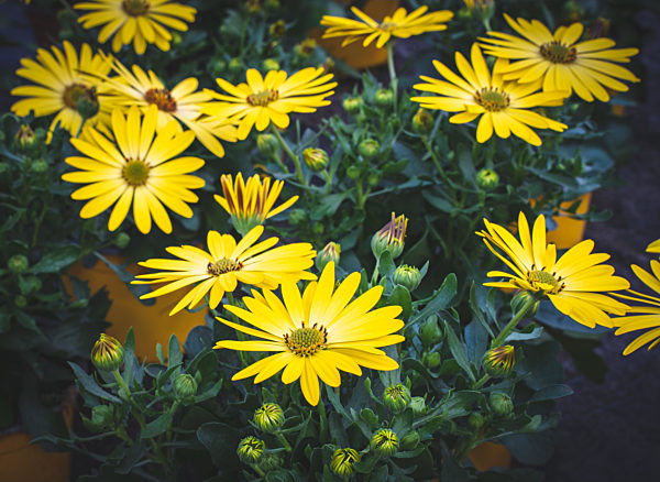 Blumenpracht - gelbe Strauchmargeriten in einer Gärtnerei.