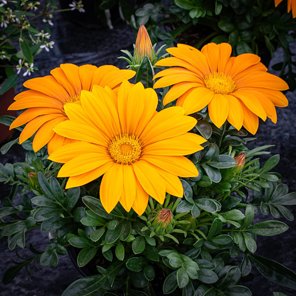 Blütenpracht - wunderschön orange blühende Ringelblumen im Gewächshaus einer Gärtnerei.