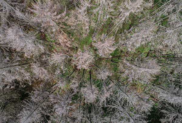 Luftaufnahme von flächig absterbenden Fichtenbeständen auf dem Stemweder Berg.
